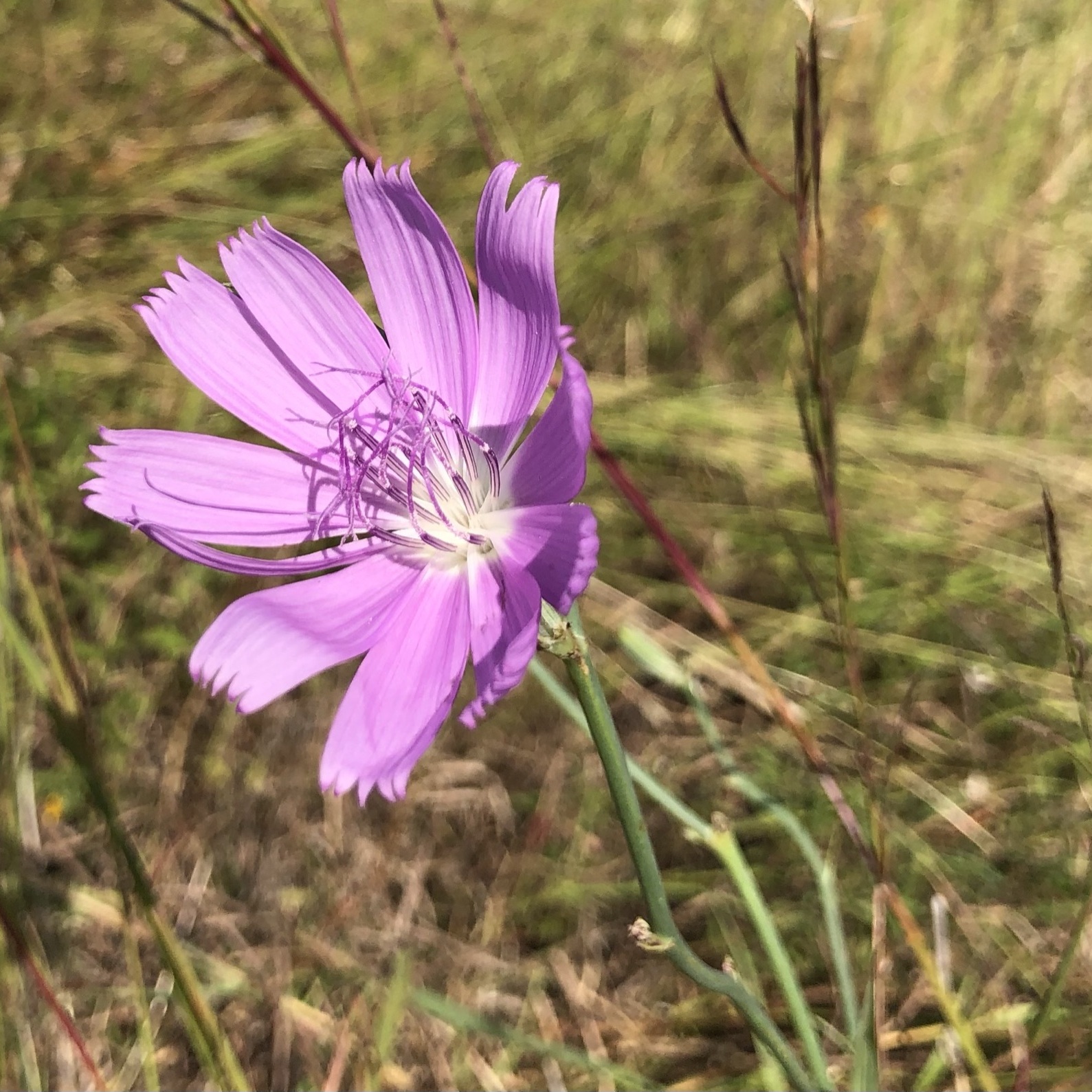 Native Prairie Restoration Workshop for BIG or Small Spaces - logo